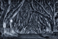 Dark Hedges B&W