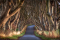 Dark Hedges