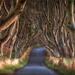 Dark Hedges