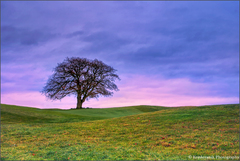 Irish field