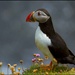 Puffin