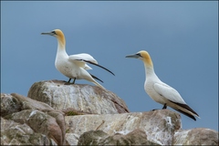Gannets