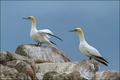 Gannets