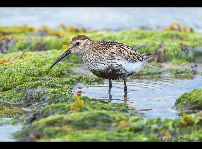 Dunlin