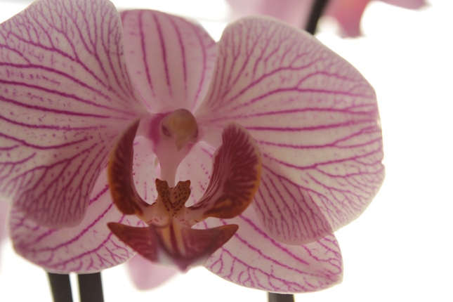 Orchidea :)