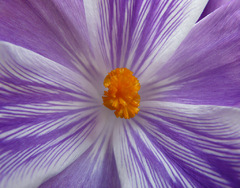 Krokus