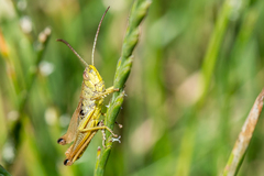 Grasshopper
