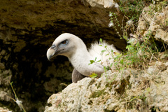 Gyps fulvus