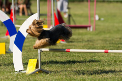 Majstrovstvá SR v agility