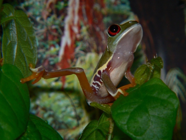 A. callidryas