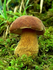 Hríb dubový