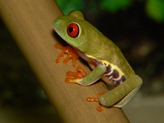 A. callidryas