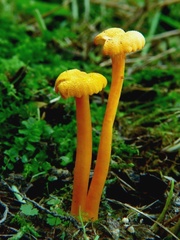 Lúčnice