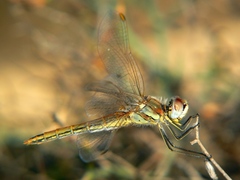 Sympetrum striolatum
