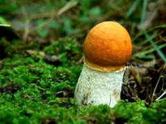 Červená čiapočka