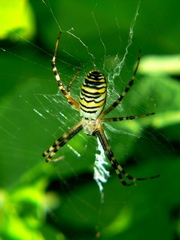 Argiope bruennichi
