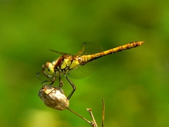 Sympetrum sanguineum (samička)