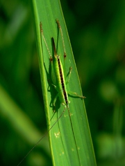 Zamaskovaný