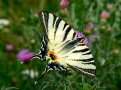 Vidlochvost ovocný