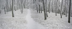 zimný les