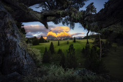 Alpe di Tree Frame