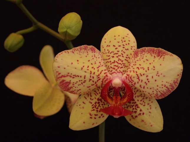 Kvet orchidei