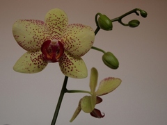 Kvet orchidei