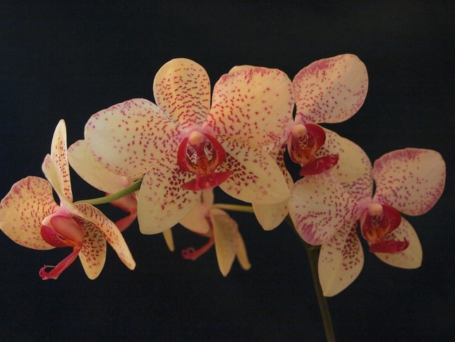 Kvety orchidei