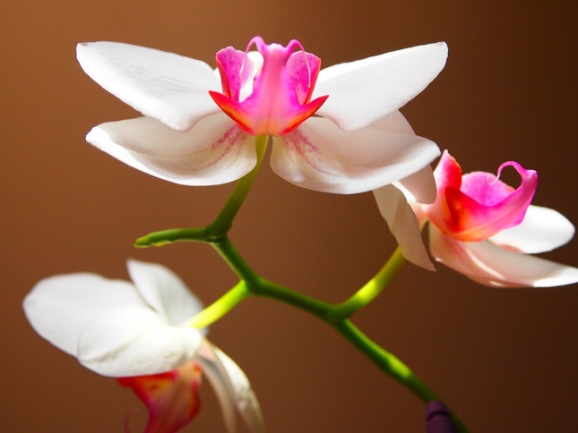 Kvet orchidei