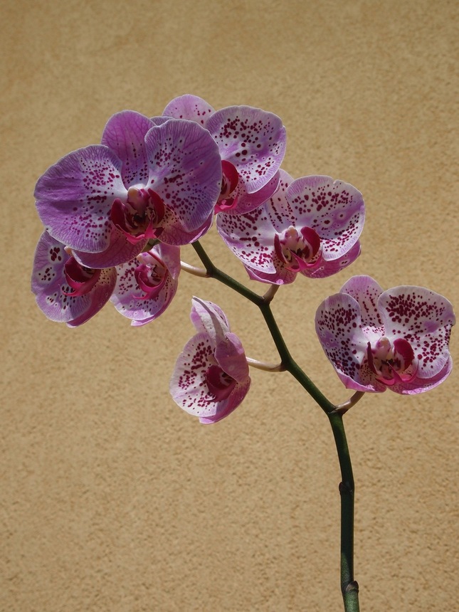 Kvety orchidei