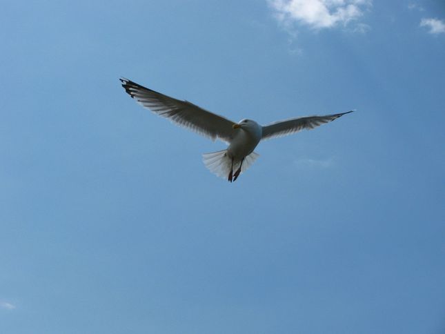 Seagull