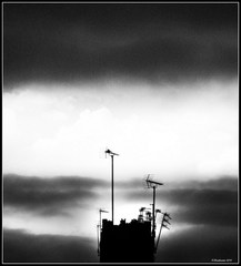 antenky