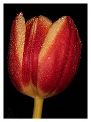 Tulipan