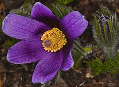 Botanicka