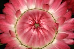 Botanicka jesen 2010 - c.2