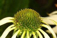 Botanicka jesen 2010 - c.1