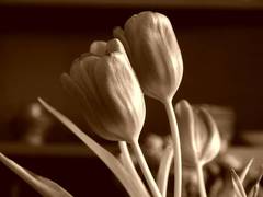 tulipány
