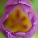 tulipan2