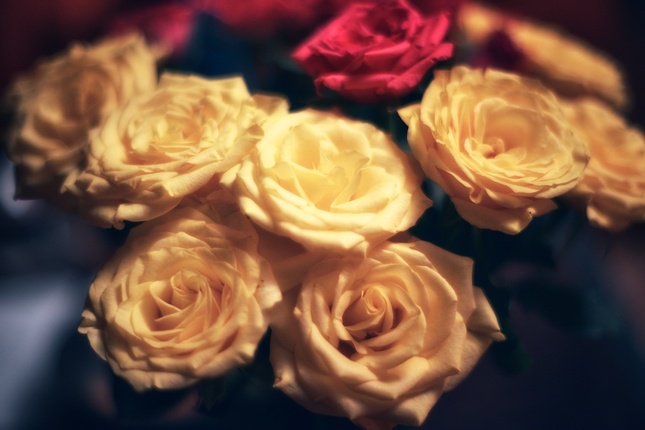 Soft Roses