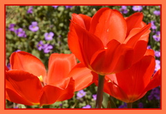 Tulipány