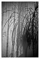Palm