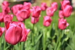 Tulips