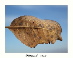 Ranná rosa
