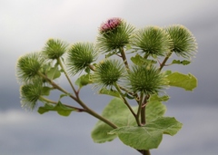 Thistles
