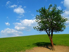 Mr.Lonely