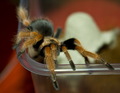 Brachypelmuška
