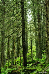 Tatry