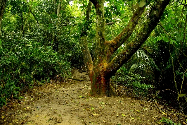 Brazilia, forest