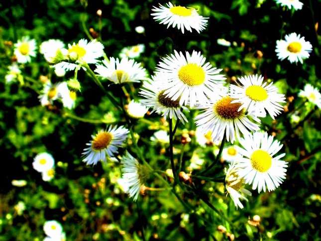 Kvety v slnečný deň