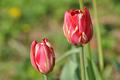 Tulipán